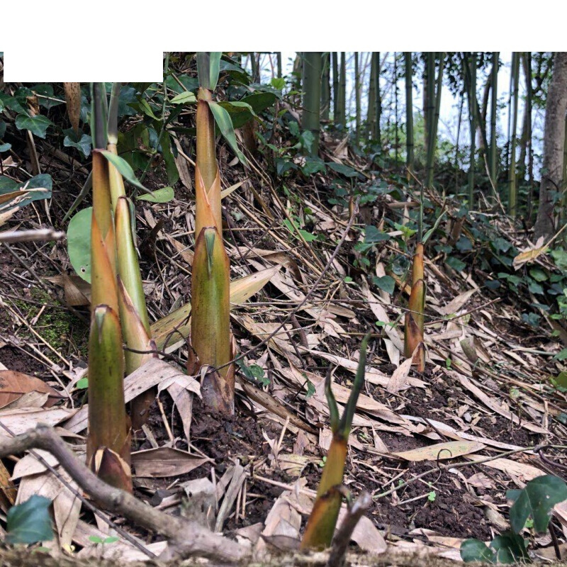 苦笋新鲜 四川乐山苦笋 新鲜苦笋 现挖现发5斤