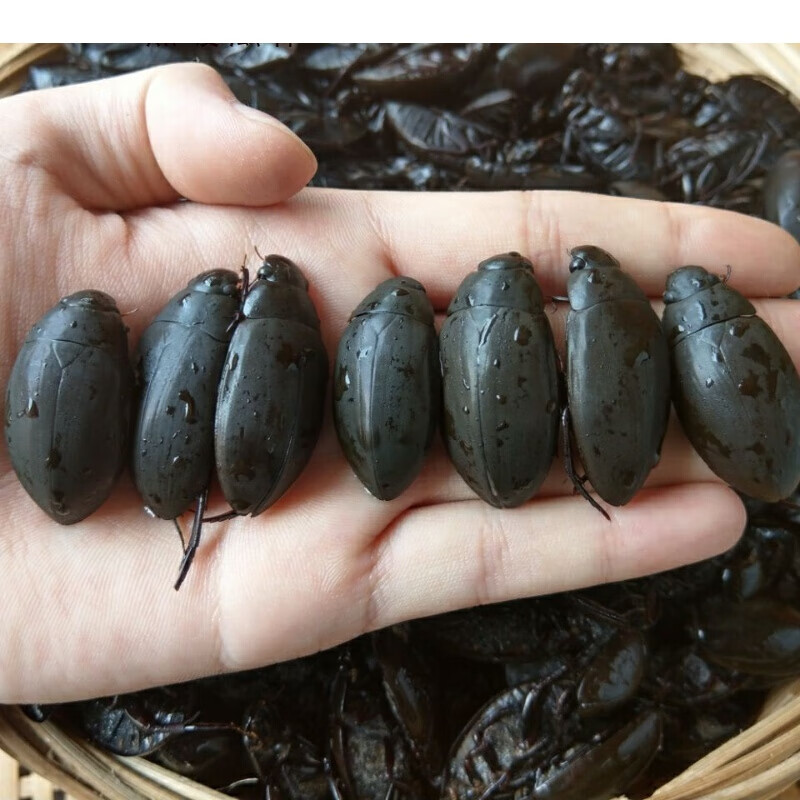 速冻黑龙虱濑尿龟新鲜速冻黑龙虱水蟑螂濑尿龟水龟子鱼鳖虫水耙子 500
