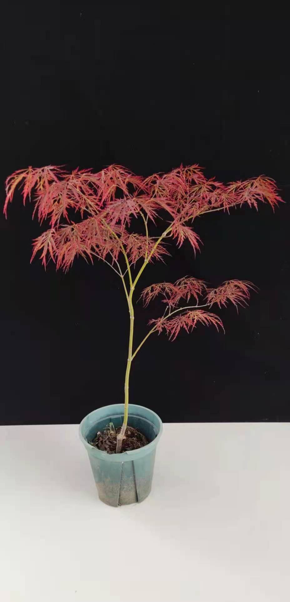 红枫流泉约旦老桩盆栽品种枫树庭院造景植物彩色黄金枫造型流泉3公分