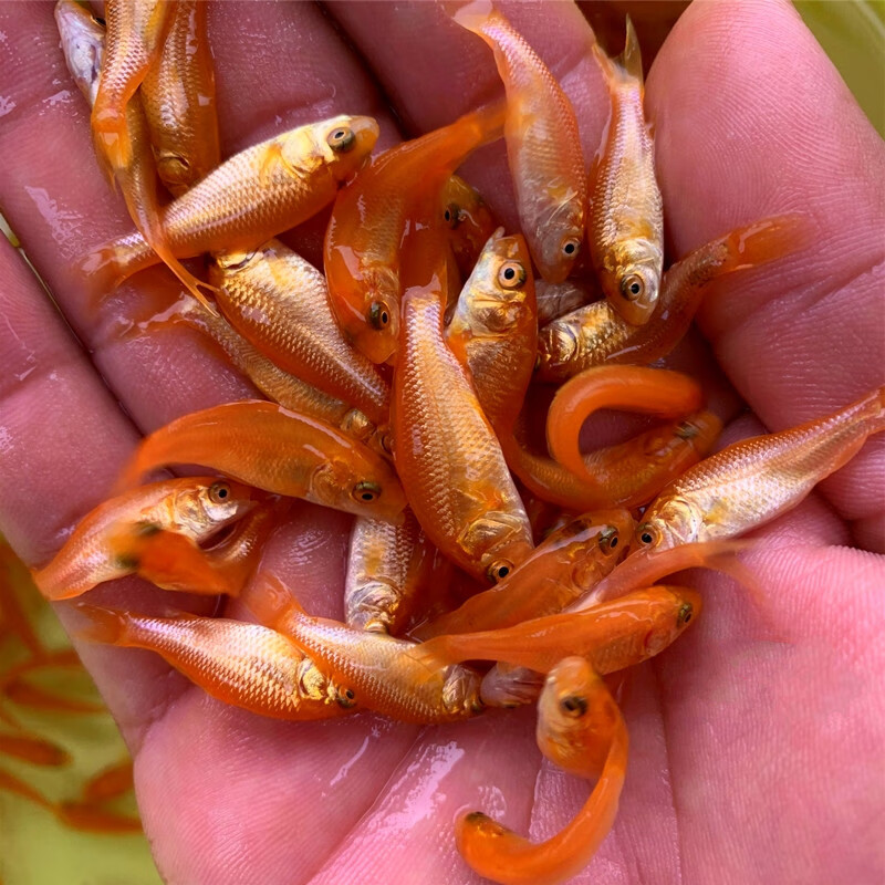 荣郁原生荷包红鲤鱼苗鲤鱼苗淡水活体原食用观赏红草金鱼苗锦鲤荷包红