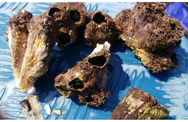 藤壶鲜活海鲜螺贝壳特大超大雀嘴滕壶曲嘴老婆牙锉火山口5斤 山口 5斤