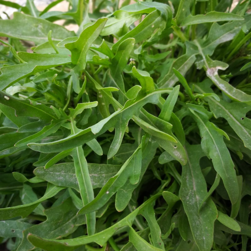 芝麻菜种子小青菜种籽阳台四季盆栽庭院菜园春季蔬菜种孑野生芝麻菜3