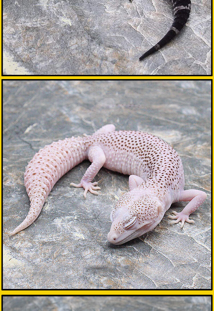 新手入门爬行宠物学生的宿舍小宠豹纹守宫宠物蜥蜴恶魔白酒银河朴彩