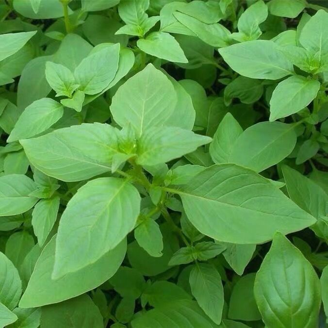 荆芥菜新鲜蔬菜大叶荆芥菜调味菜河南荆芥菜带根荆芥菜荆菜现挖新鲜荆