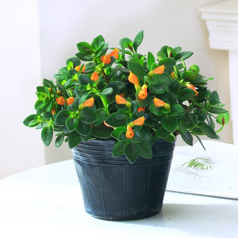 室内外花卉盆栽绿植金鱼吊兰金鱼花 原育苗盆发货 不含盆【图片 价格
