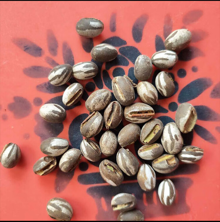 杨拉罐洋辣子罐蛋蜜袋鼯零食刺猬飞鼠增肥虫仓鼠坦克虫 3两(320颗左右