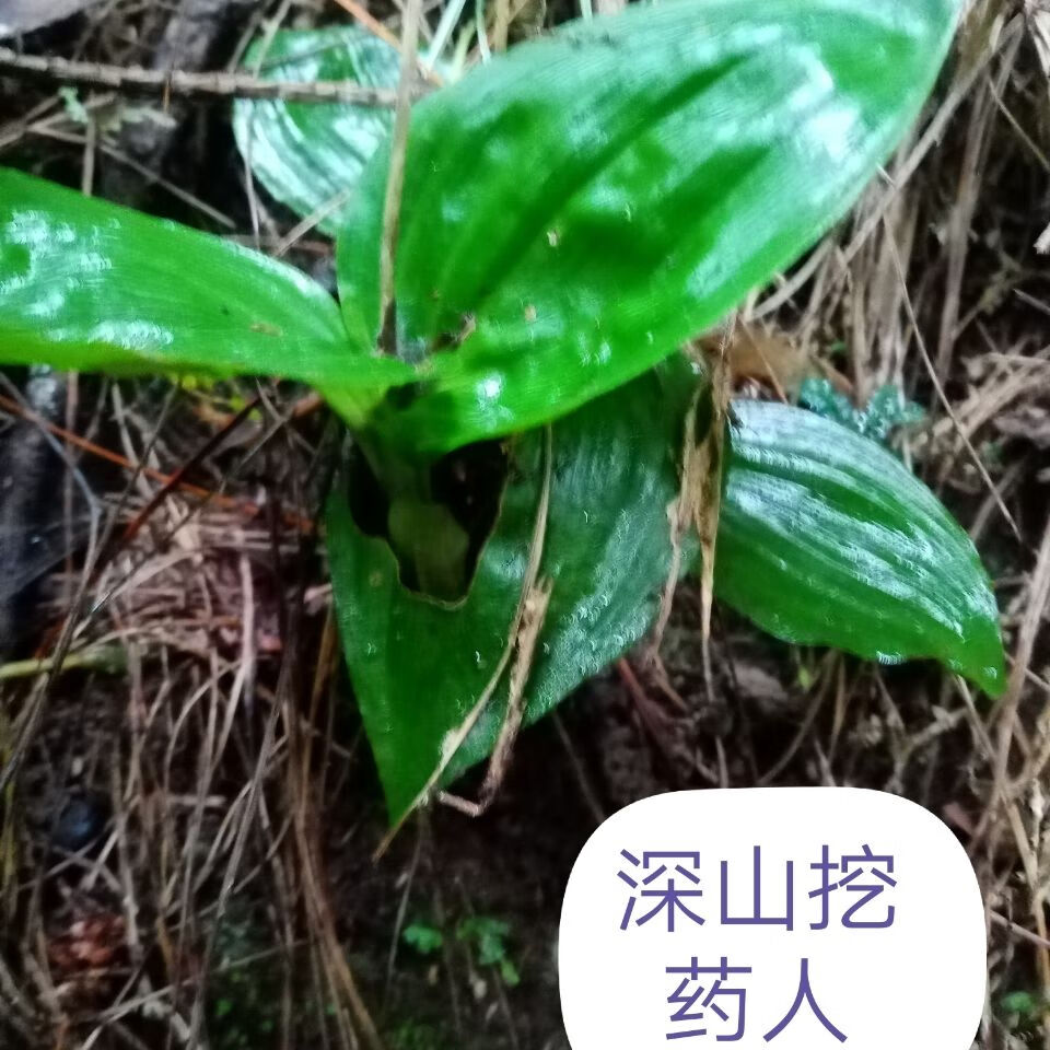四川达州纯野生见血清苗小见血清野生超苦可盆栽一斤1000克