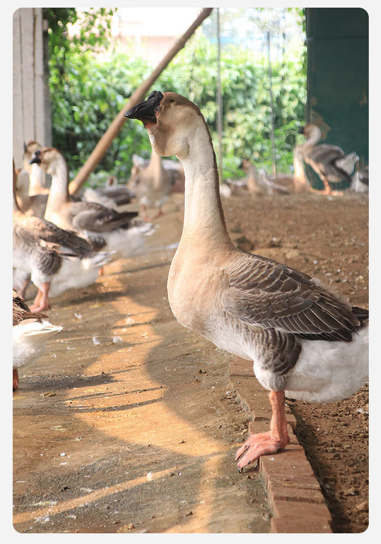 新鲜现杀潮汕特产澄海狮头鹅整只农家散养大鹅生鲜鹅肉真空包装腾旺纳