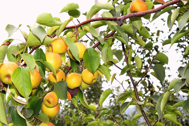 坤卉 嫁接梨树苗南方北方种植早酥红梨树苗庭院盆栽