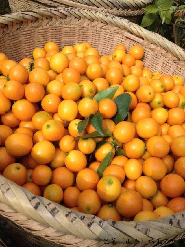 广西桂林阳朔金桔 酸甜孕妇水果 农家特产新鲜现摘水果小金桔 橘 