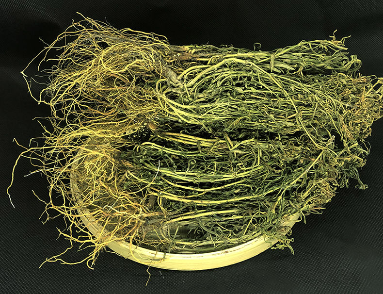 官方旗舰伟博水黄连水灵芝草青鱼胆草水黄莲水灵芝10g