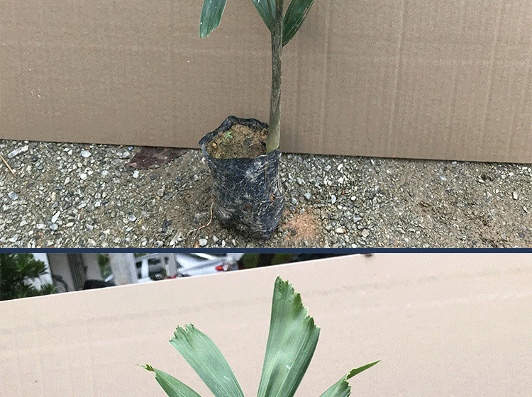 珍稀苗木名贵树苗狐尾椰子苗常绿观叶植物狐尾椰苗庭院花园盆栽狐尾椰