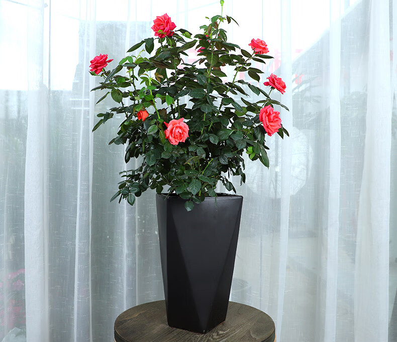 欧月藤本月季玫瑰绿植大型庭院阳台植物欧月盆栽四季浓香 大型月季 白