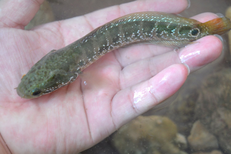 精选七星鱼冷水雷龙鱼苗观赏鱼淡水小型不打氧好养放生