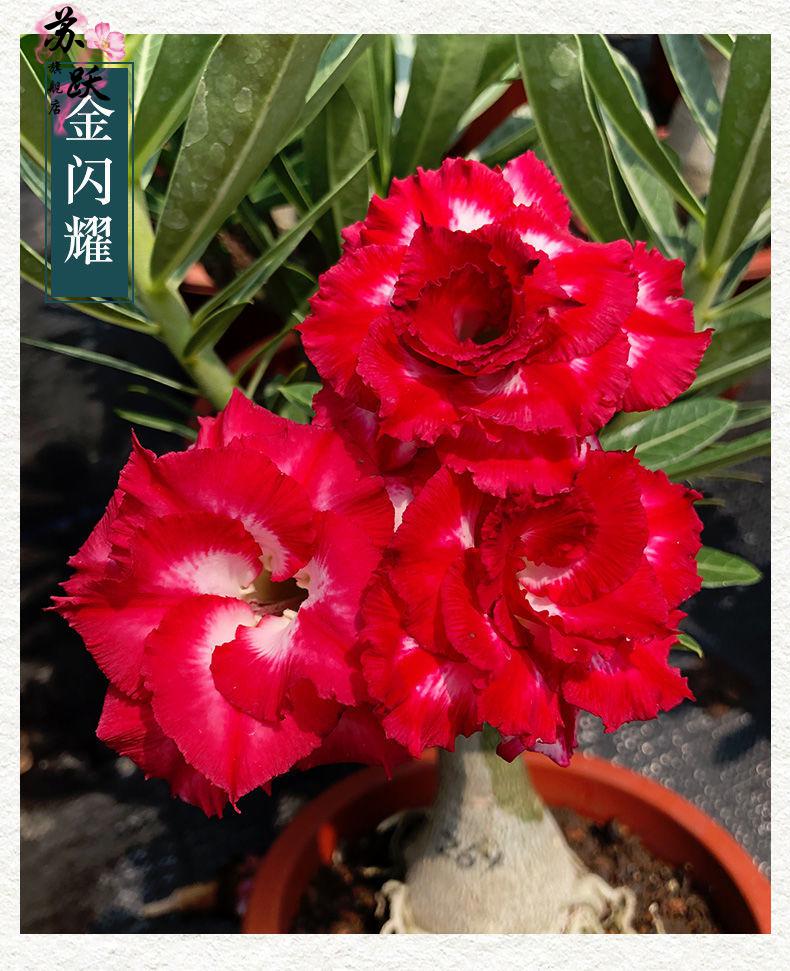 沙漠玫瑰盆栽嫁接老桩重瓣沙玫花苗四季勤花耐热耐旱绿植花卉植物