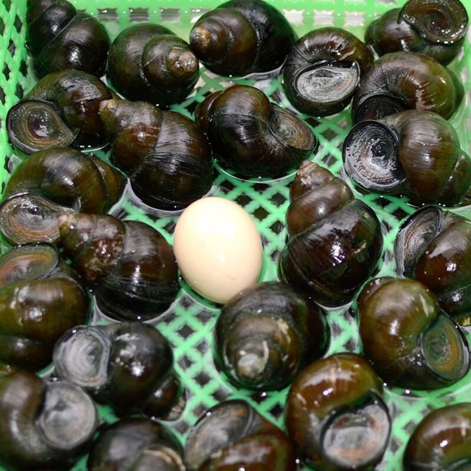 田螺鲜活新鲜大田螺鲜活超大活体田螺肉大号2斤
