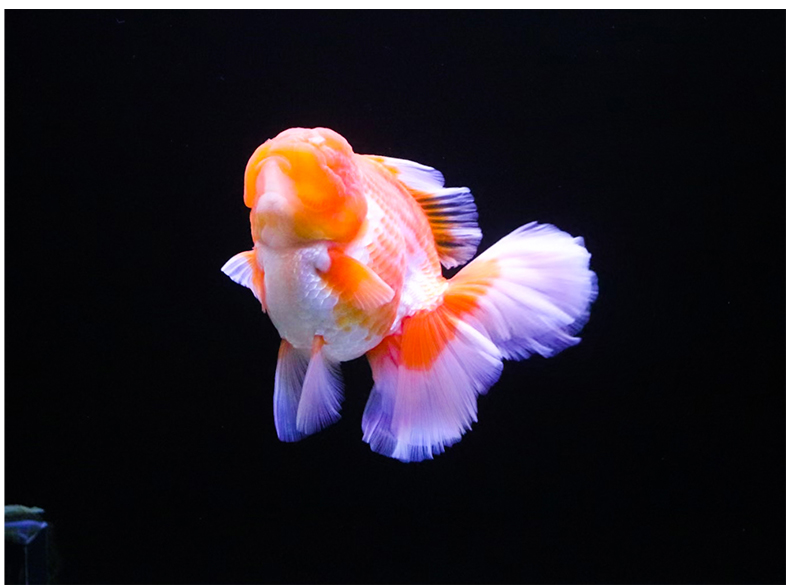 百褶裙精品泰狮1金鱼活体观赏鱼原泰冷水新手活鱼渔场78红黑百褶苗