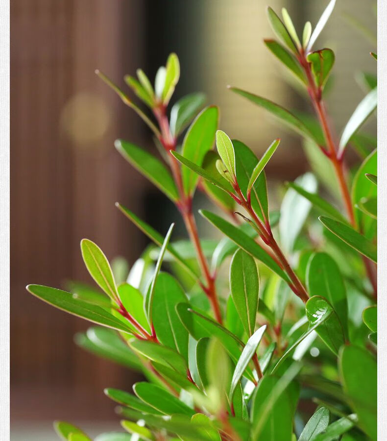盆景树桩客厅室内外花小叶紫檀盆栽植物花卉榆树盆景常青 小叶紫檀
