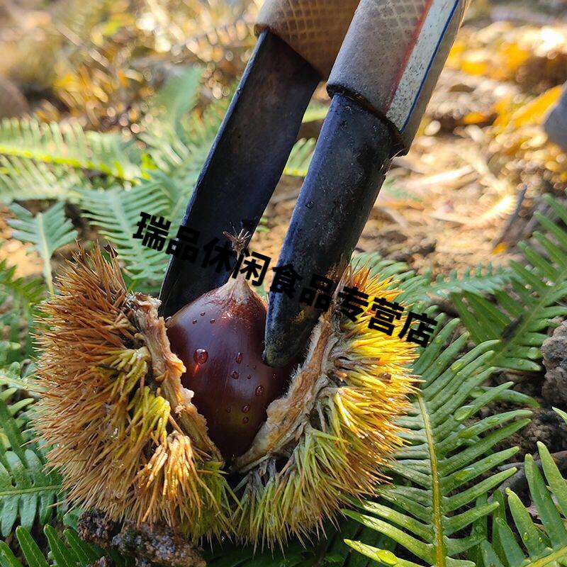 江西米锥子新鲜锥栗山锥果勾圆子刺锥毛栗子圆锥小板栗 100g品尝装(2