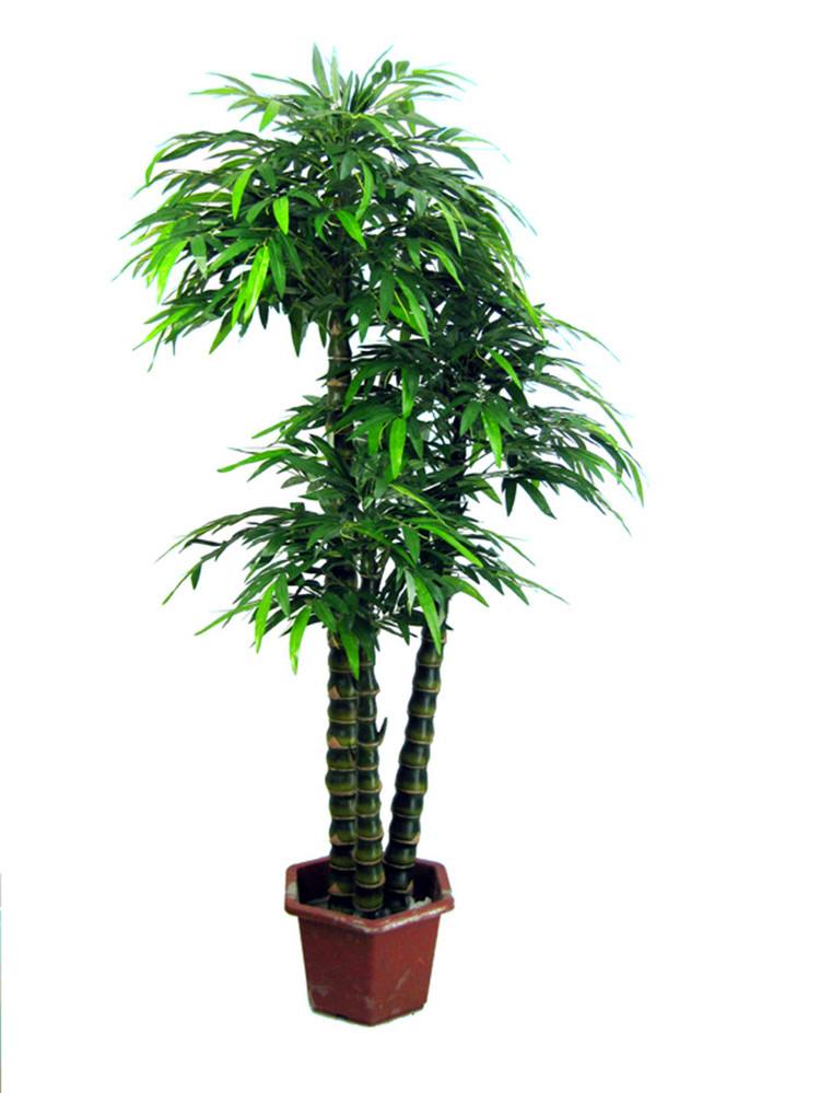 花姬佛肚竹 罗汉竹 盆景室内盆栽 凤尾竹米竹龙竹盆栽 观赏竹子竹苗