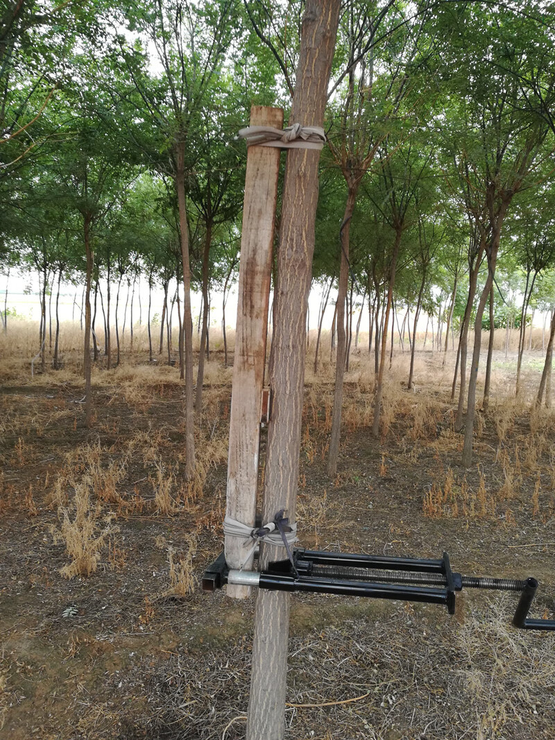 树木直弯器各种弯树器双管平衡易操作多型号园林工具结实耐用经典黑大