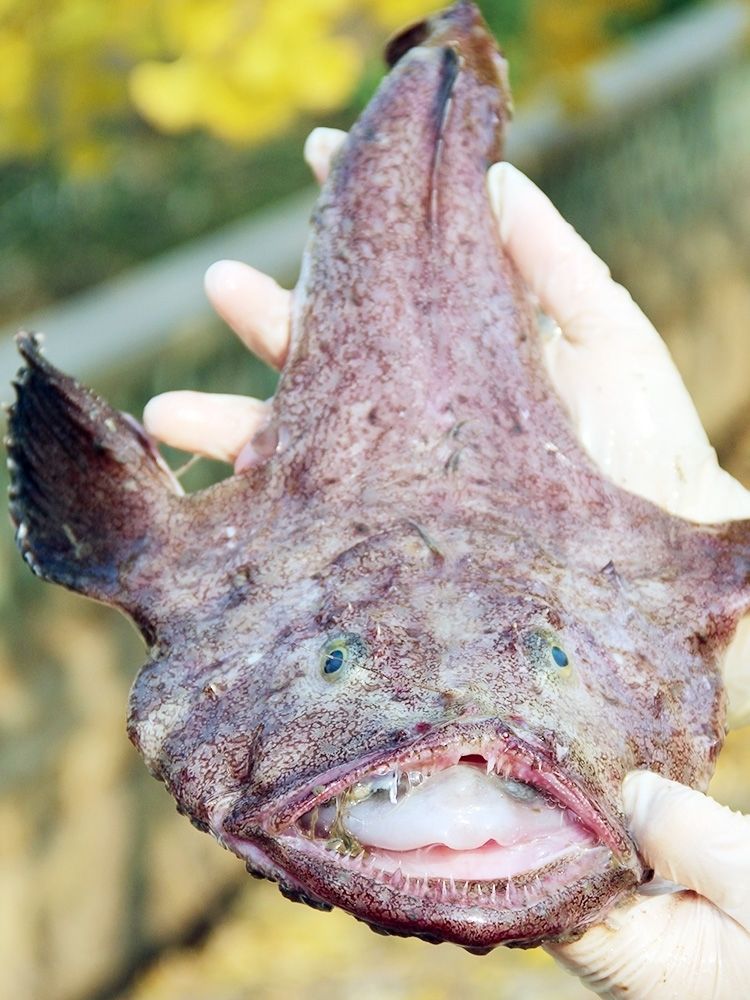 新鲜安康鱼海捕鲜活速冻灯笼鱼海鲜水产香妮曼特555斤1条鱼