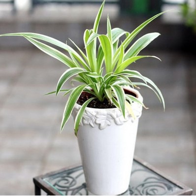 金边金心青叶吊兰吊篮盆栽植物花卉净化空气见土就活金心吊兰一盆含盆