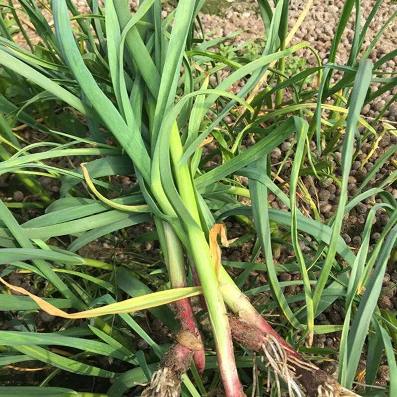 红皮大蒜露天农家自种绿色新鲜蔬菜本地大蒜苗大蒜叶青蒜5斤