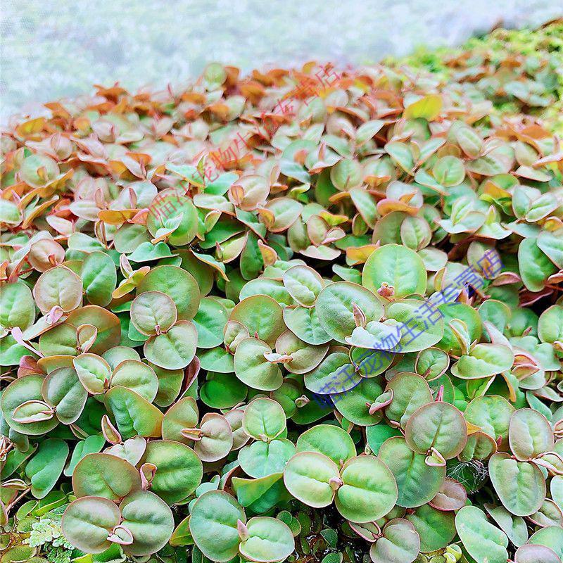 苗养殖净化水质增氧水草水面漂浮植物养鱼用品全套浮萍水草 红毛丹 1