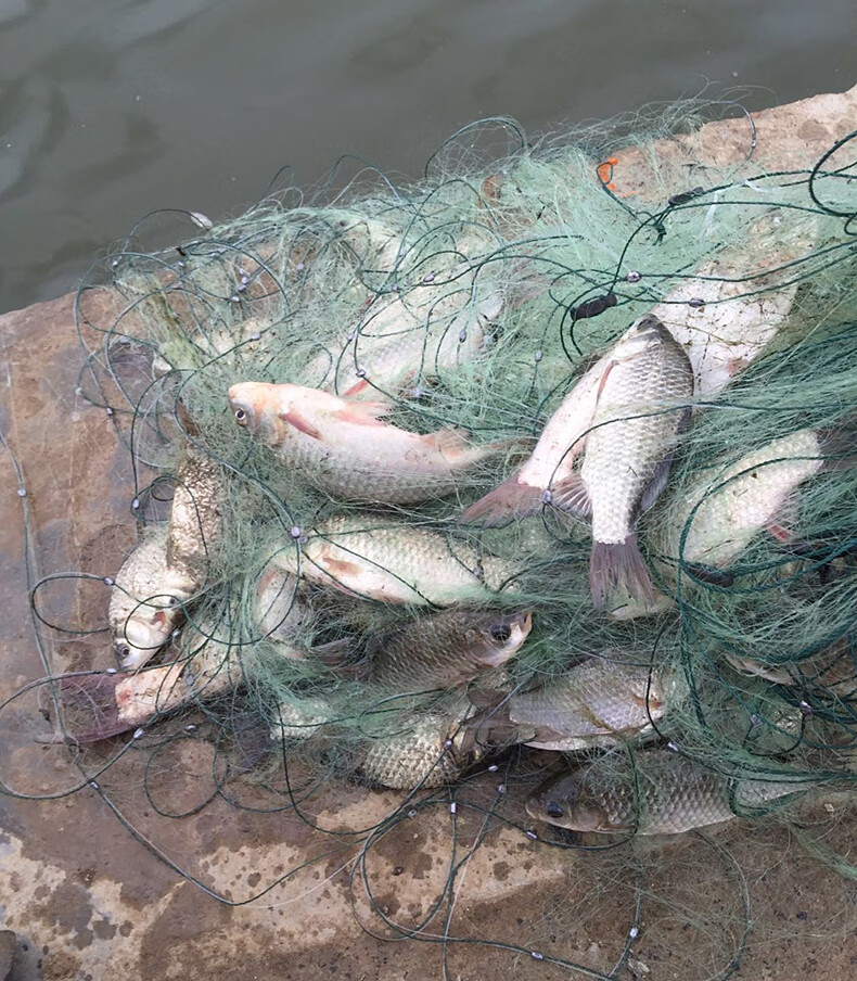 风拓鱼网沾粘鱼网渔网鱼鱼网三层沉网沾丝网单层鲫鱼白条挂网鱼工具