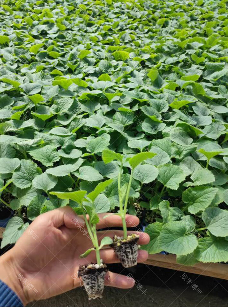 秋葵苗寿禾 黄秋葵种苗春季夏季耐热红秋葵秧苗秋葵苗子蔬菜绿秋葵