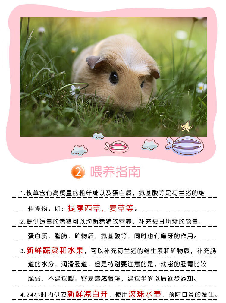 荷兰猪活物 荷兰猪荷兰鼠活体饲料荷兰猪用品疫苗以打 限时(买一只加