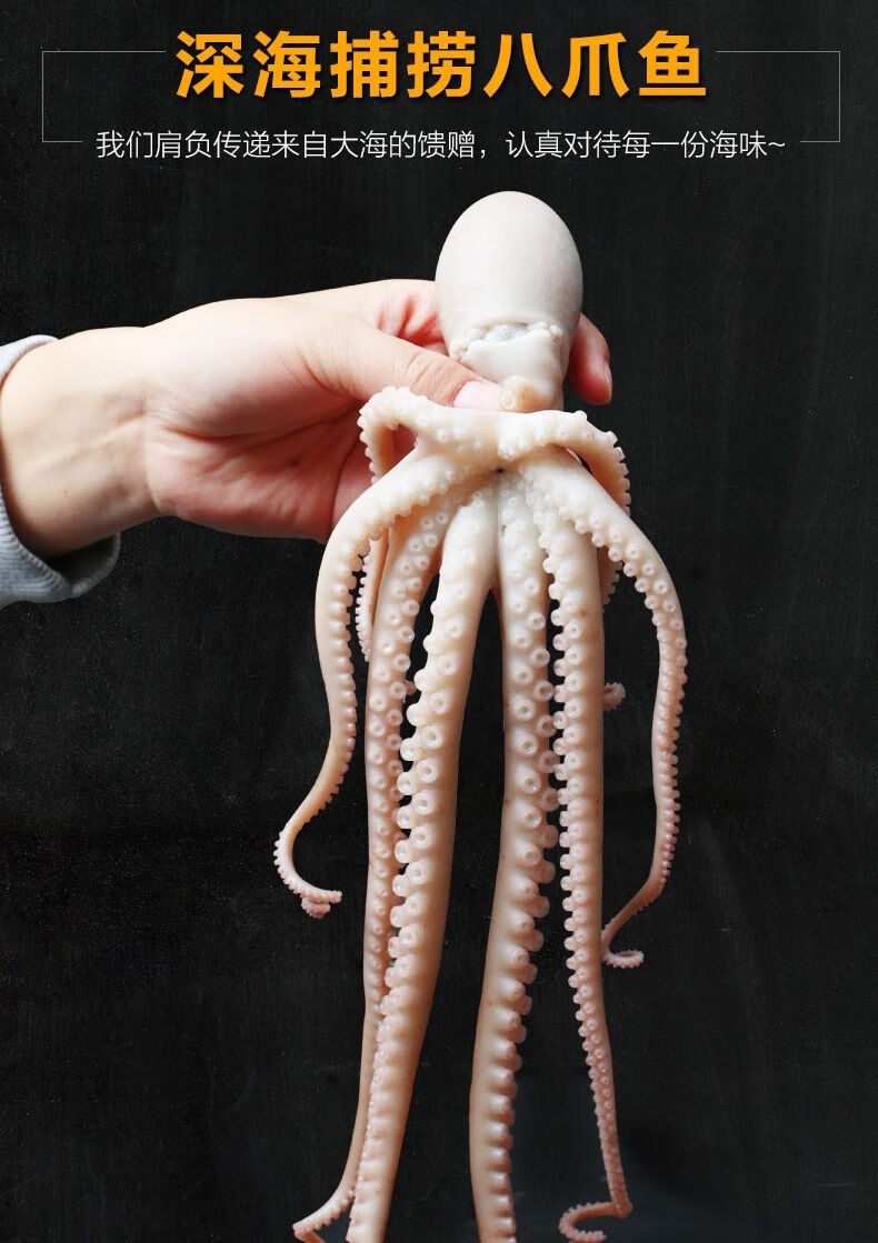 大长腿八爪鱼爆头八爪鱼超大八爪鱼八爪鱼爆头长腿八爪鱼长腿八爪鱼