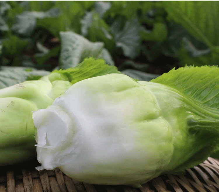 四川脆嫩抱儿菜 新鲜母子娃娃菜芥菜泡菜料 7斤