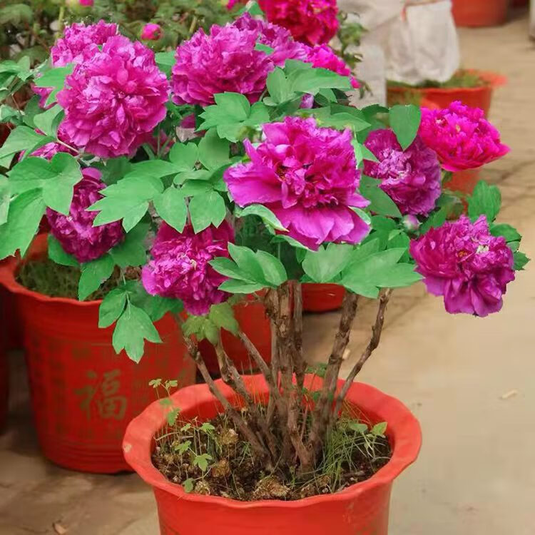 年宵花洛阳菏泽牡丹盆栽鲜花过年开花带花苞发货过年礼品桃红飞翠含盆