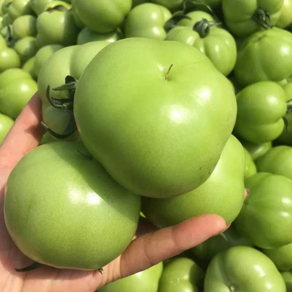 青西红柿新鲜农家自种青番茄农家肥未成熟绿西红柿现摘现发五斤