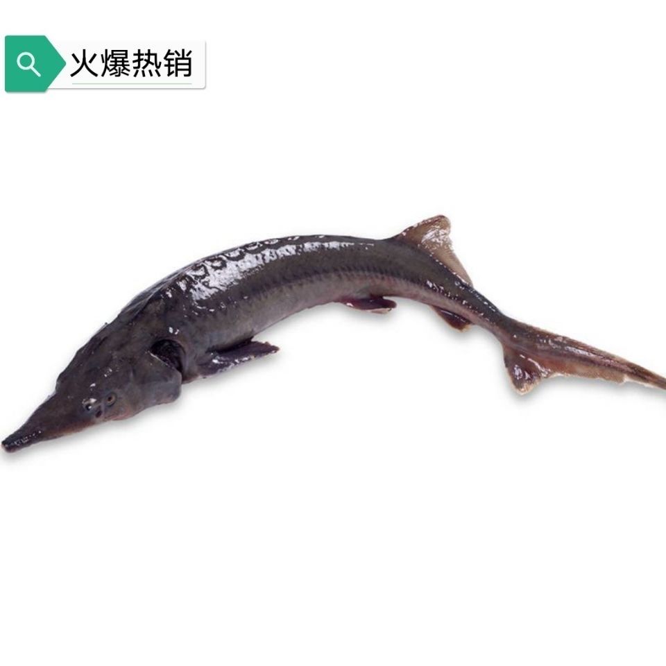 养殖鲟鱼鲟软骨无刺淡水生鲜活体现杀芳玫6斤活体现杀