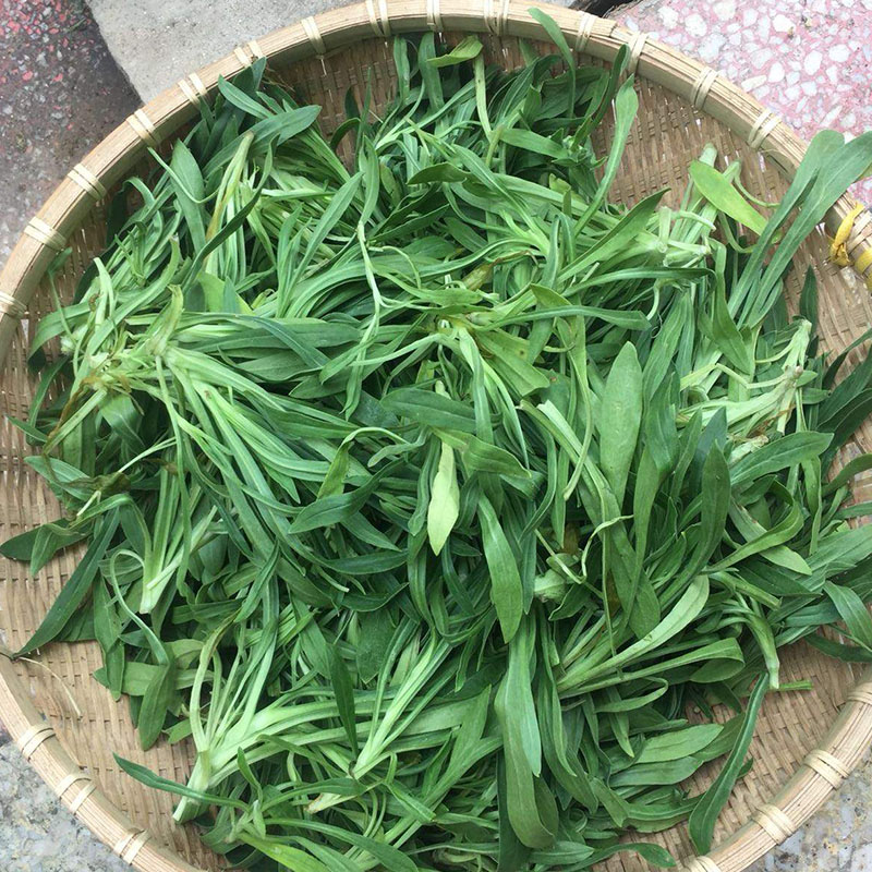 春光岛面条菜时令羊蹄棵新鲜现挖山东特产带箱五斤装顺丰 2500g【图片