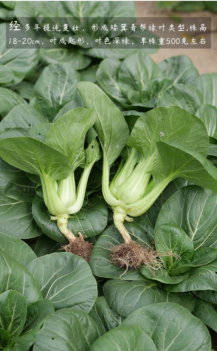 农之子 矮脚苏州青油菜种子矮箕黑叶 墨丰矮箕苏州青种子50克/袋