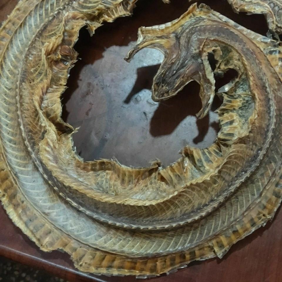 养殖蕲蛇五步蛇干八步蛇百步蛇干泡酒料整只棋盘蛇50克 50克(切段)