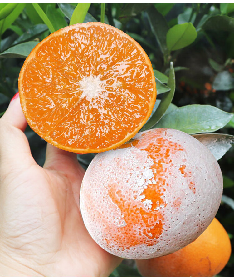 (顺丰速运)茂谷柑 广西 武鸣一级石灰柑橘生鲜孕妇水果网红脏脏柑