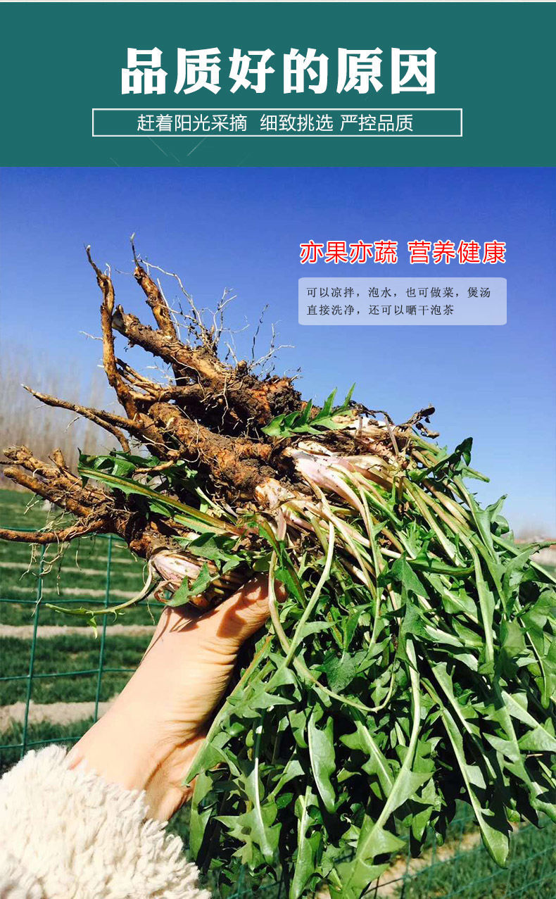 野生现挖蒲公英新鲜12斤整根鲜野菜当季苦菜嫩叶婆婆丁整箱现挖野生