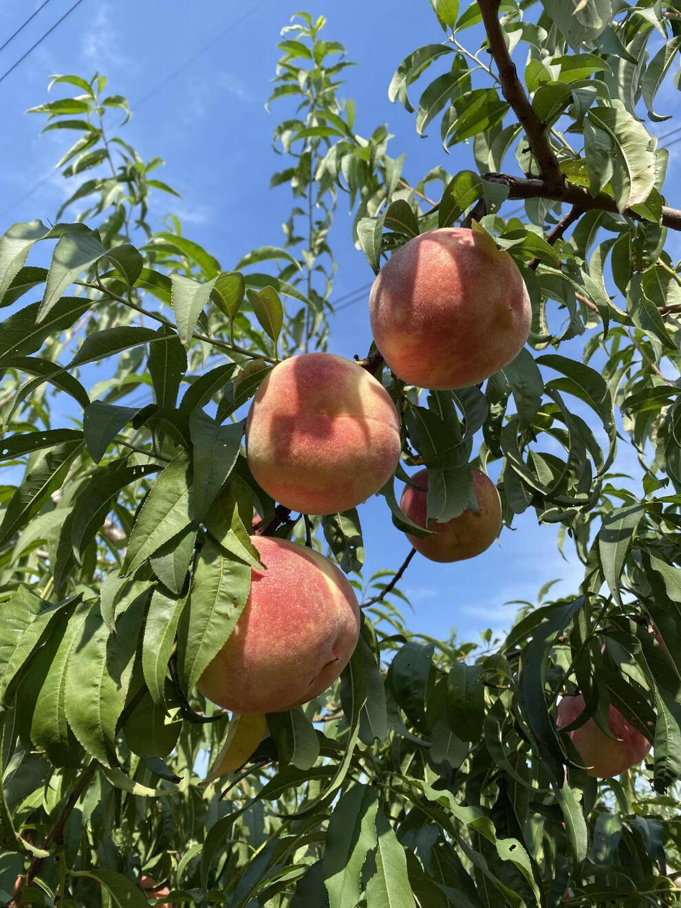 乐彩芙金秋红蜜桃冬桃水蜜桃脆甜桃子8斤孕妇水果整箱新鲜秋桃现摘现