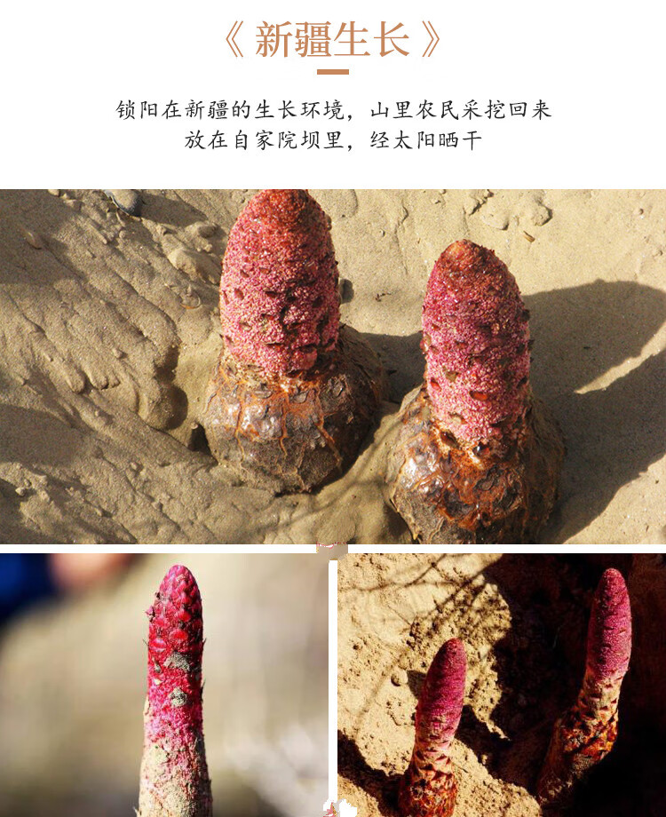 自选好物新疆正宗金锁阳纯野生沙漠特级500g锁阳干整根切片泡茶泡酒料