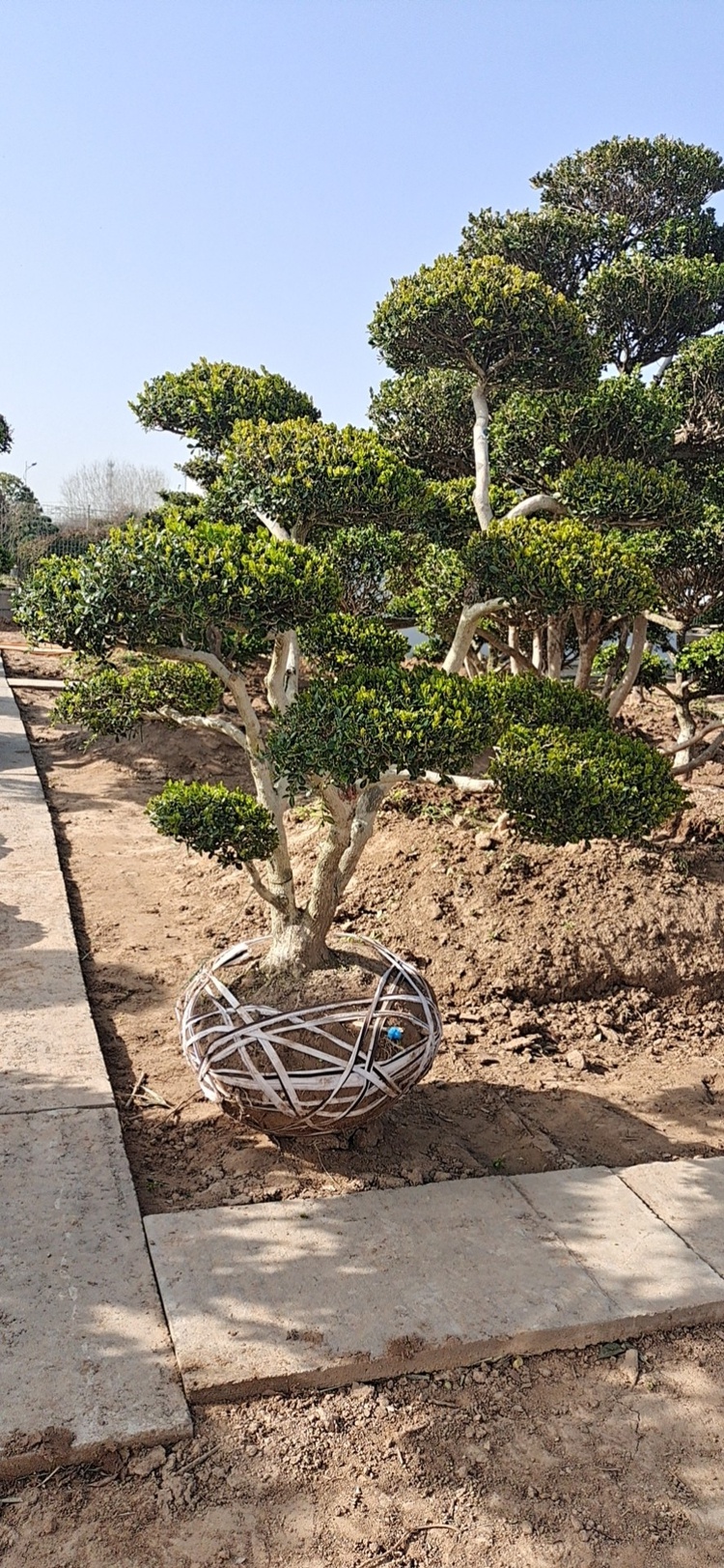 小叶黄杨黄杨造型盆景庭院别墅造型盆景植物一物一拍 50年黄杨一物一