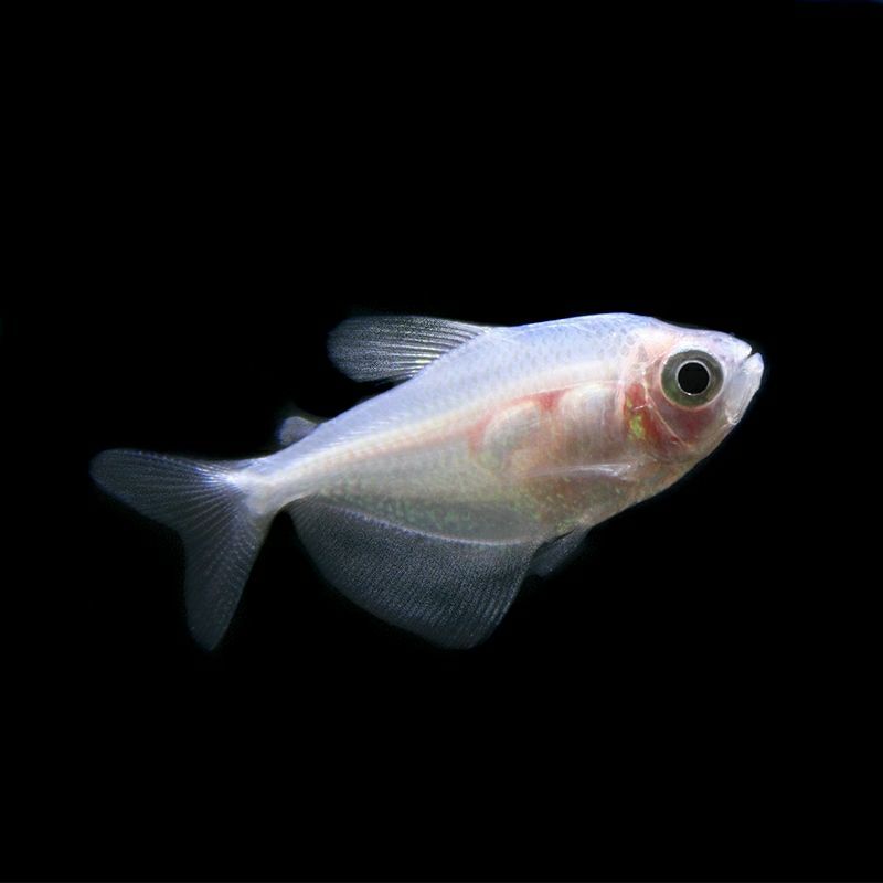 小型热带鱼观赏鱼天使鱼柠檬绿紫蓝绿翡翠活体荧光鱼群游鱼草缸鱼