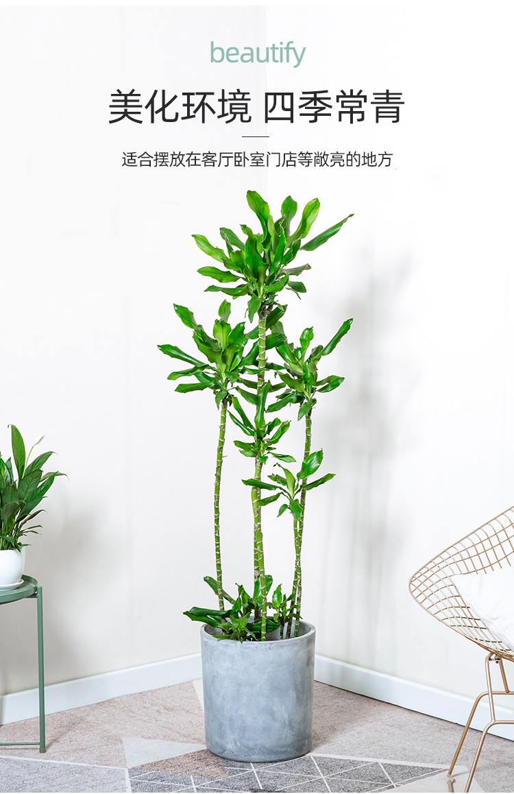 季常青绿植螺旋铁大盆栽好养绿植净化空气高150160cm含圆水泥盆默认1
