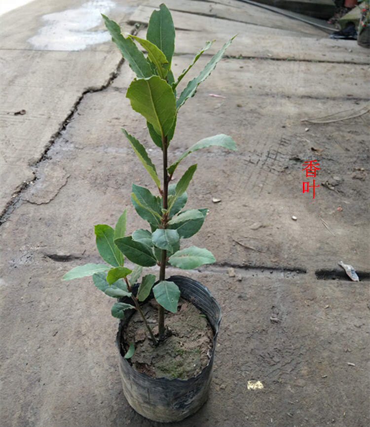香叶树苗月桂树调料树香叶苗庭院公园绿化植物可四季常绿耐寒 香叶树1