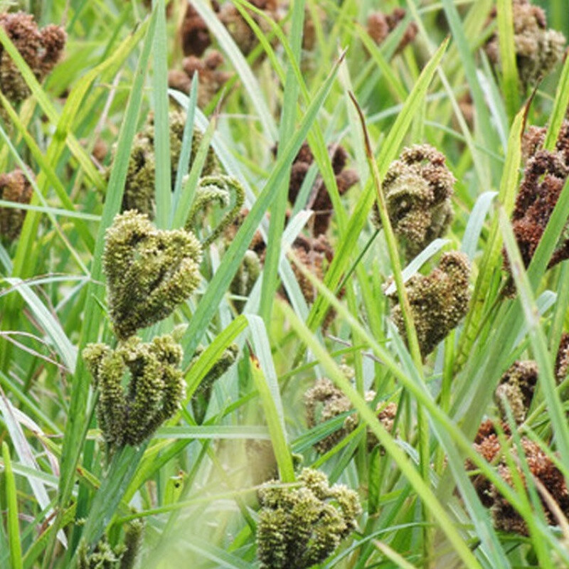 拳头粟米广西特产多规格鸭脚粟龙爪粟粒米粉新米红粟米五谷杂粮