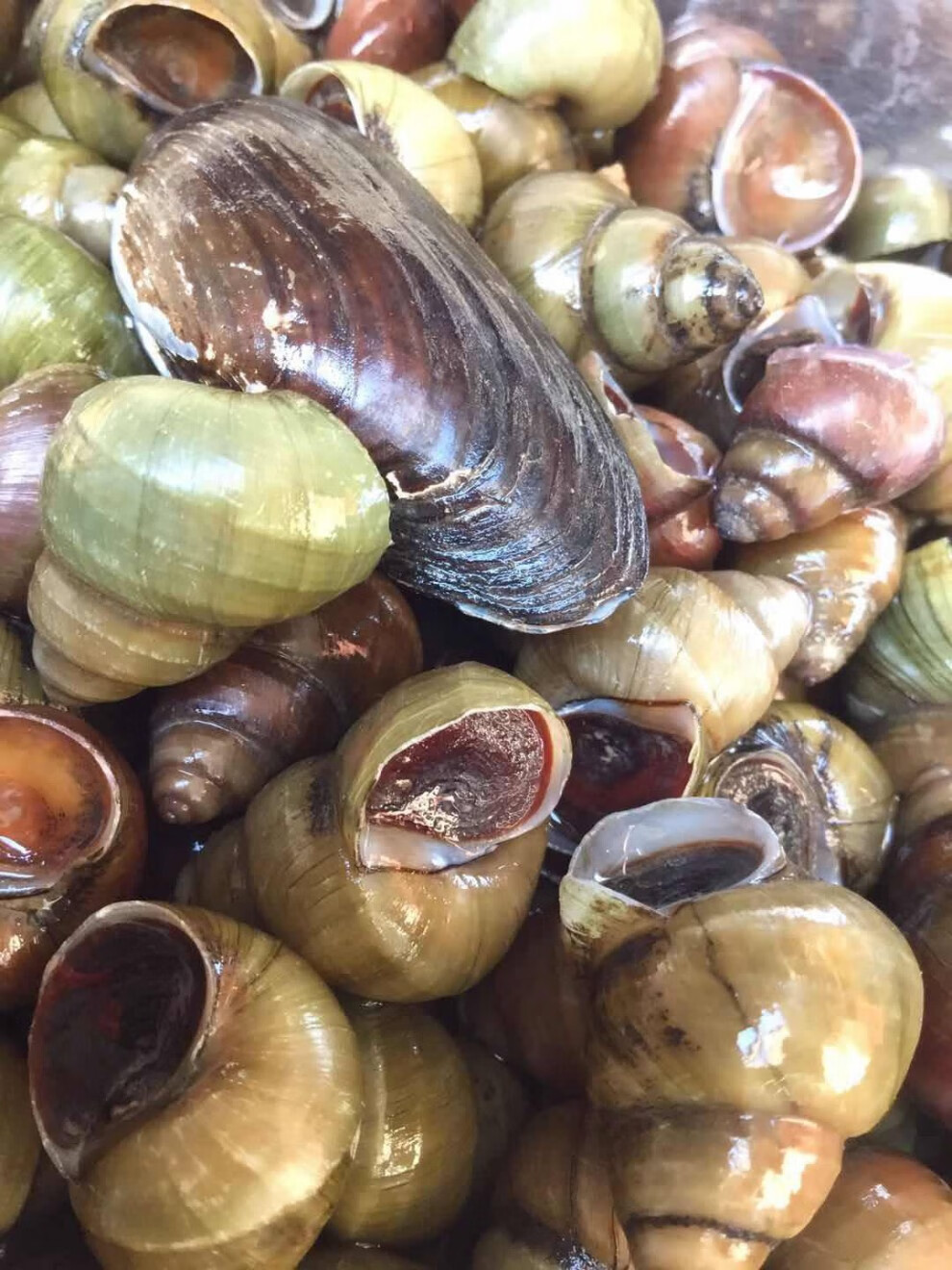 农产品田螺活体包活石螺泥螺蛳粉螺丝肉野生鲜活夜宵麻辣嗦螺 活体